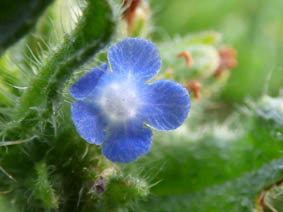 Anchusa arvensis